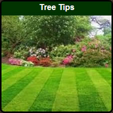 Helpful Tree Tips For Del Norte County
